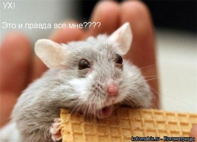 Я же сказал, что печенька в клеточку...! А вафли только для девок...!!!