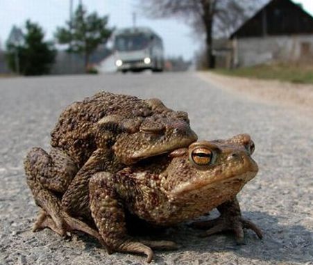 Экстрим-это у нас в крови