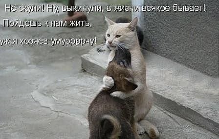 Добрый котик...