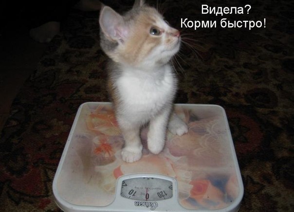 Видела? Корми быстро!