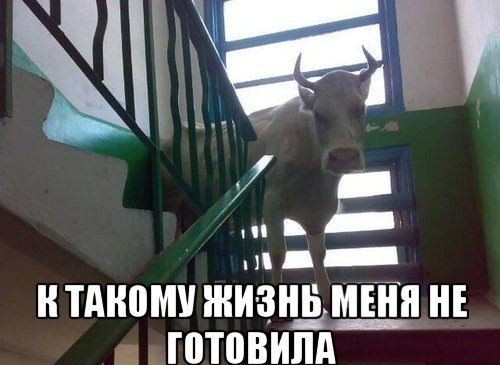 К такому меня жизнь не готовила