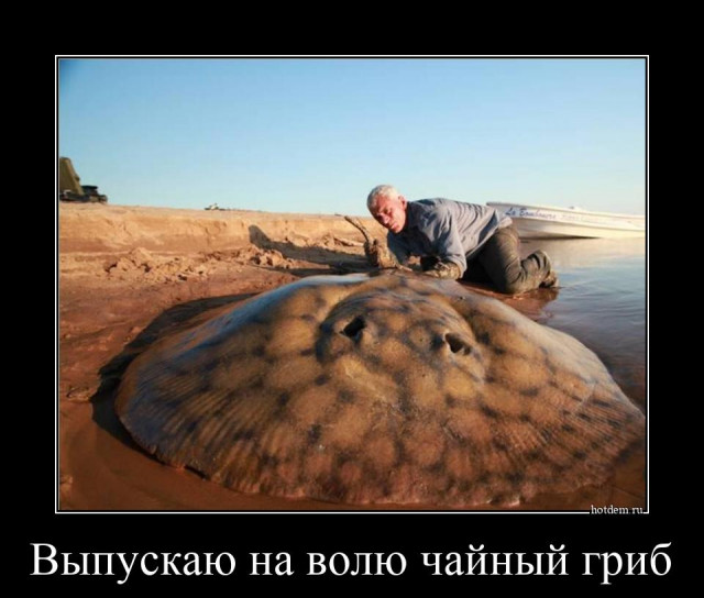 Чайный гриб