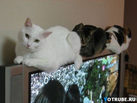 Которамка